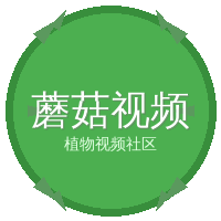 蘑菇视频